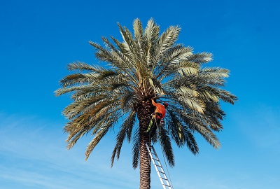 MaxPest-website-homepage-section-trees-palms2