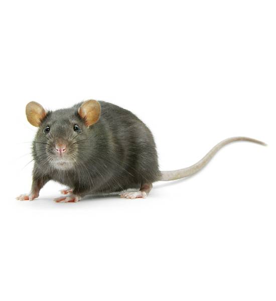 MaxPest-website-pestcontrol-section-rat-2