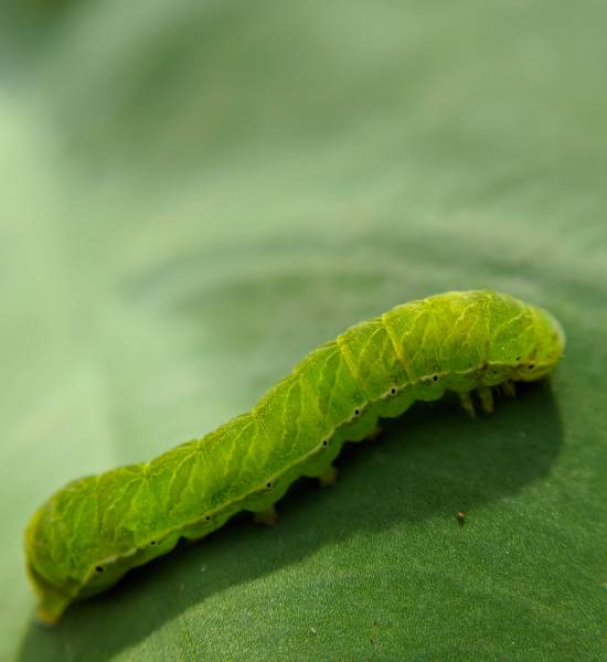 MaxPest-website-trees&palms-section-caterpillar-leaf