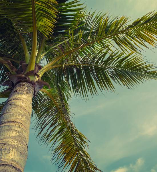 MaxPest-website-trees&palms-section-faq-palm-tree