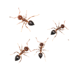 mp-ants-icon